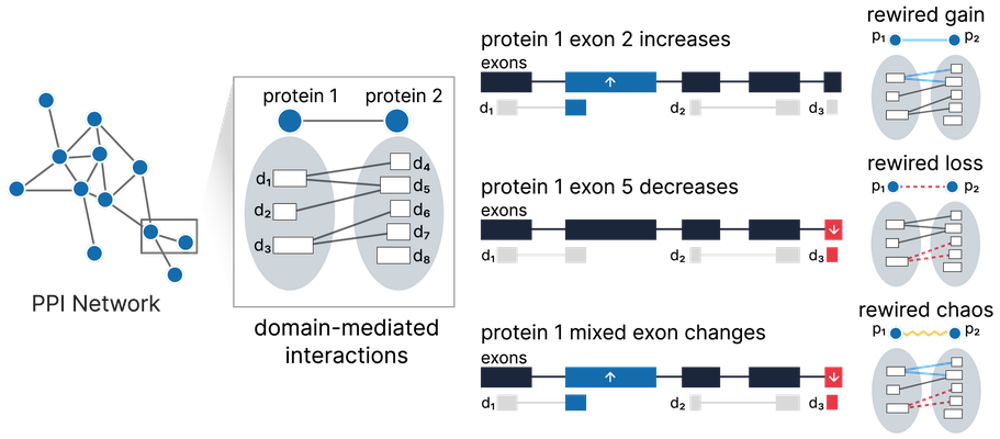 proj image